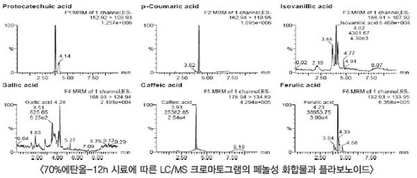 70%에탄올-12h 시료에 따른 LC MS 크로마토그램의 페놀성 화합물과 플라보노이드
