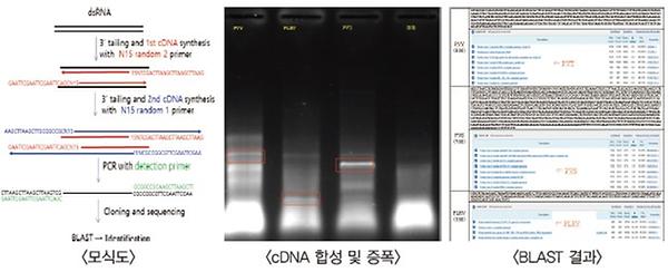 모식도, cDNA 합성 및 증폭, BLAST 결과