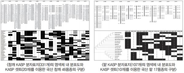 참깨 KASP 분자표지(331개)의 염색체 내 분포도와 KASP 셋트(20개)를 이용한 국산 참깨 46품종의 구분 및 팥 KASP 분자표지(107개)의 염색체 내 분포도와 KASP 셋트(10개)를 이용한 국산 팥 17품종의 구분
