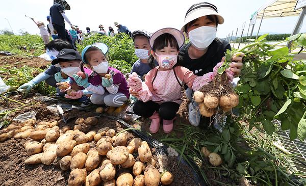 지역 어린이들과 함께하는 감자수확 체험