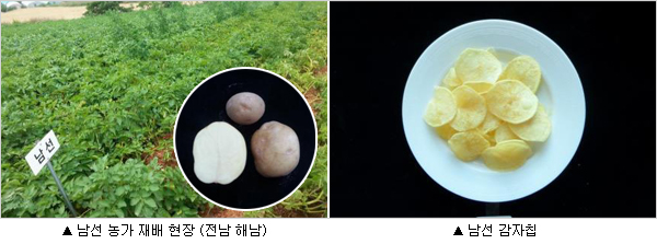 좌측이미지:남선 농가 재배현장 사진, 우측이미지: 남선 감자칩 사진