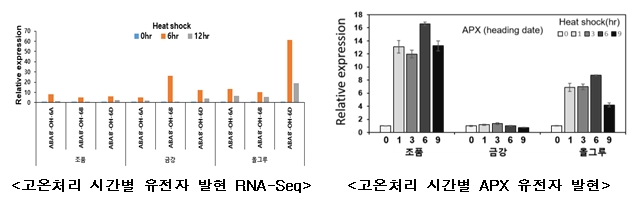 고온처리 시간별 유전자 발현 RNA-Seq, 고온처리 시간별 APX 유전자 발현
