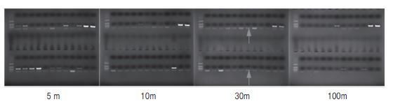 PCR primer를 이용한 키다리병 병원균 검출 5 m, 10m, 30m, 100m