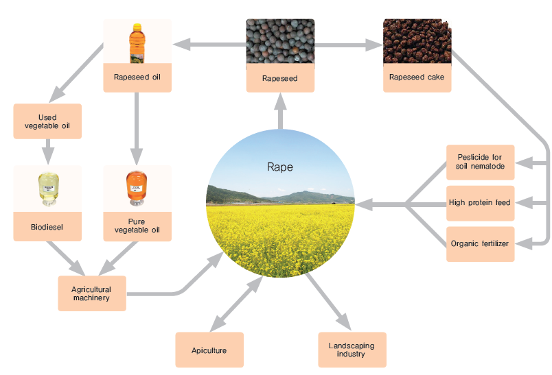 Construction of rapeseed resource recycling system