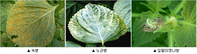 좌측이미지 녹병, 가운데이미지 노균병, 우측이미지 잎말이명나방