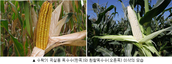 수확기 곡실용 옥수수(왼쪽)와 흰찰옥수수(오른쪽) 이삭의 모습