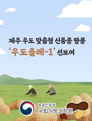 제주 우도 맞춤형 신품종 땅콩 우도올레-1 선보여  농촌진흥청 국립식량과학원