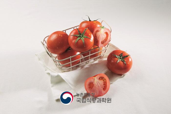 토마토