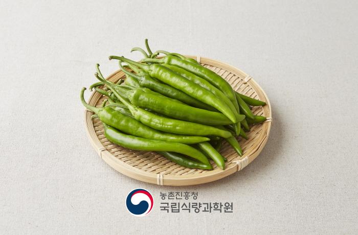 고추