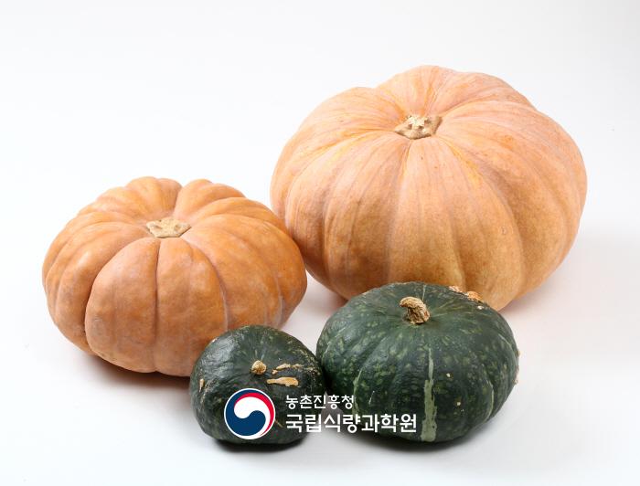 호박
