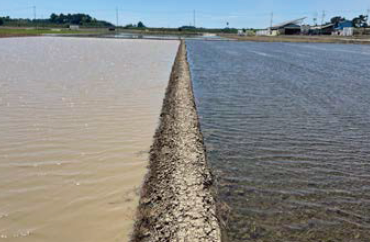 Water quality improvement effect of non-puddling paddy