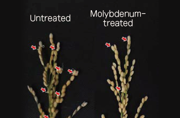 Effect of molybdenum fertilizer treatment
