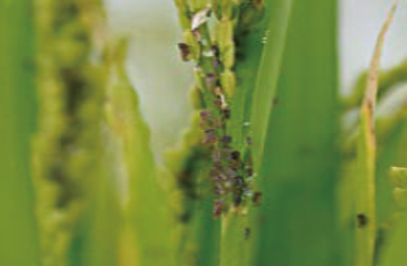 Monitoring of Rice planthopper outbreaks