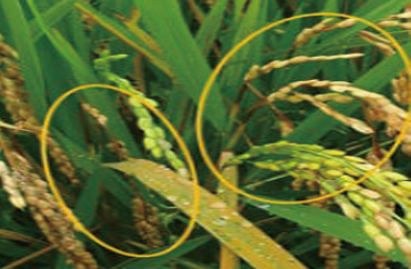 Rice blast