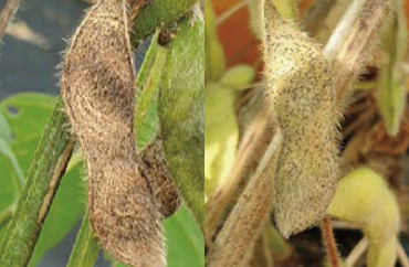 Soybean anthracnose and mummification