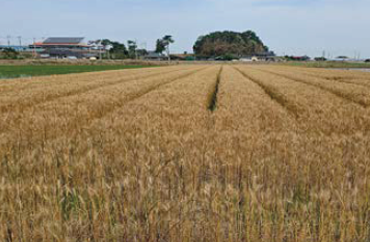 Baekkyeong wheat