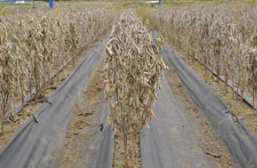 High-yielding soybean Pyeongan