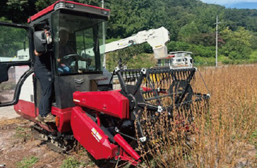 Combine-harvestable sesame Haniall