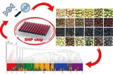Soybean Core Collection Analysis