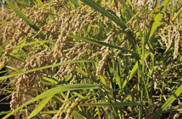 Carbon-reduced rice Gamtan
