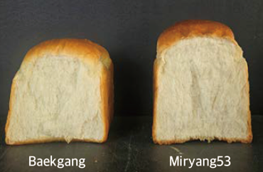 Juhyangmi rice variety for distilled liquor