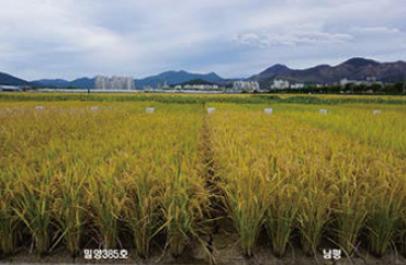 Baking characteristics of Miryang53