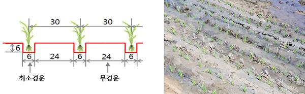<최소 경운 모내기 재배 방법과 이 기술을 활용해 논에 심겨진 벼>?
