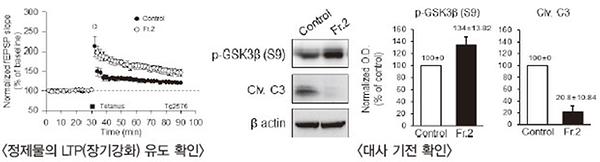 정체물의 LTP유도 확인, 대사 기전 확인