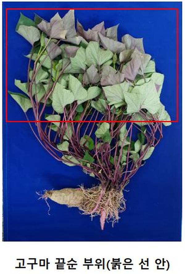 고구마 끝순 이미지
