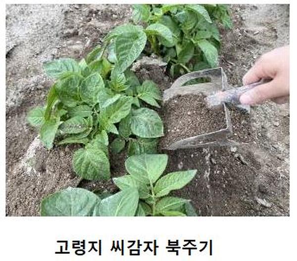 씨감자 북주기 이미지