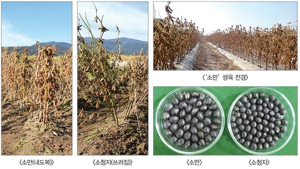 소만(내도복), 소청자(쓰러짐) 및 ‘소만’ 생육 전경과 소만, 소청자