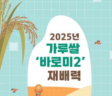 2025년 가루쌀 '바로미2' 재배력