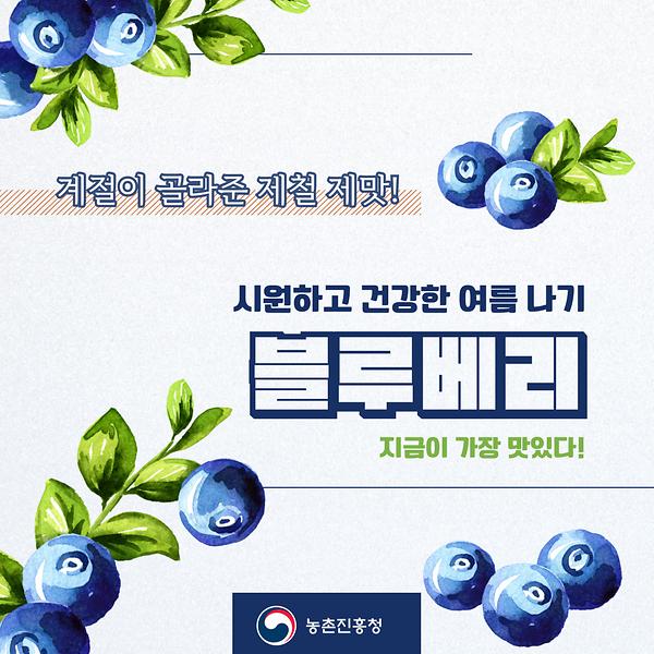 계절이 골라준 제철 제맛! 시원하고 건강한 여름나기 블루베리 지금이 가장 맛있다 썸네일
