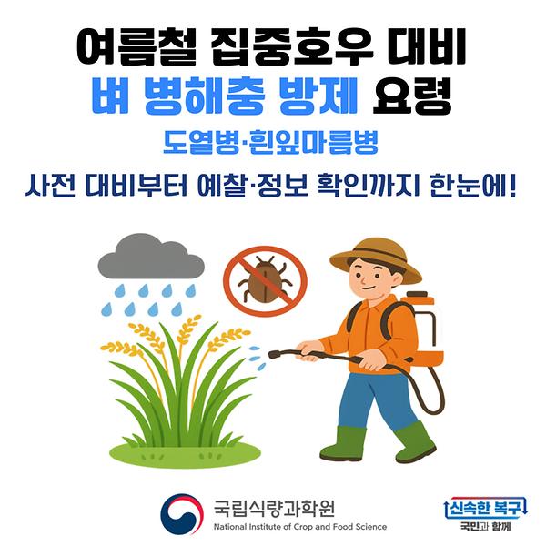 여름철 집중호우 대비 벼 병해충 방제 요령  썸네일