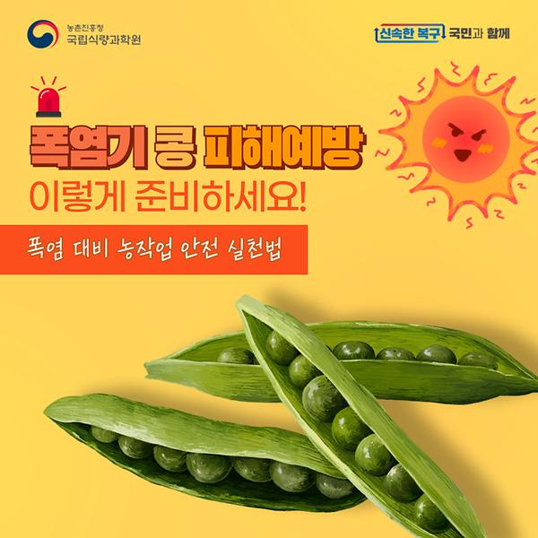 폭염기 콩 피해예방 이렇게 준비하세요! 썸네일