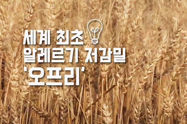 세계 최초 알레르기 저감 밀 품종 '오프리' 썸네일