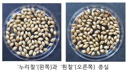 누리찰과 흰찰 종실 비교