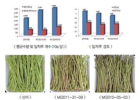 평균수량 및 잎자루 개수(10a 당 ), 잎자루 경도, 신미, MI2011-31-09, MI2010-05-03