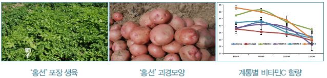 ‘홍선’ 포장 생육, ‘홍선’ 괴경모양, 계통별 비타민C 함량
