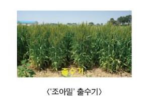 조아밀 출수기