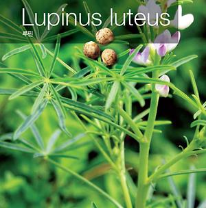루핀 Lupinus luteus