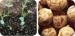 루핀 Lupinus luteus