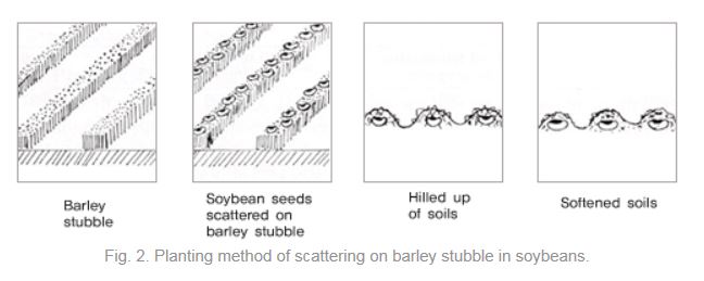 Fig. 2. Planting method of scattering on barley stubble in soybeans.