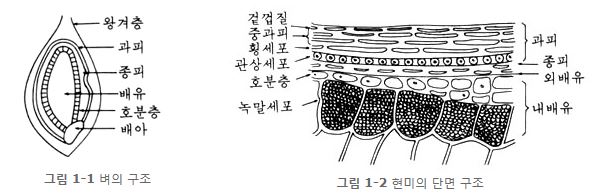 그림 1-1 벼의 구조, 그림 1-2 현미의 단면 구조