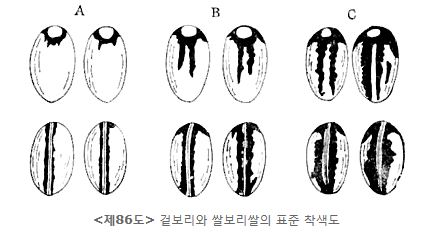 제86도 겉보리와 쌀보리쌀의 표준 착색도