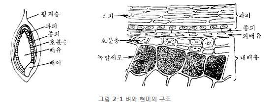 그림 2-1 벼와 현미의 구조