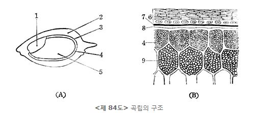 제 84도 곡립의 구조