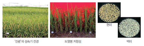 벼 신품종 진광의 도열병과 흰잎마름병 저항성 정보