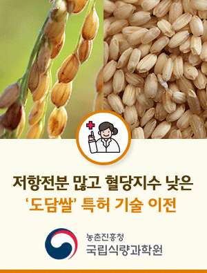 저항전분 많고 혈당지수 낮은 도담쌀 특허 기술 이전 농촌진흥청 국립식량과학원