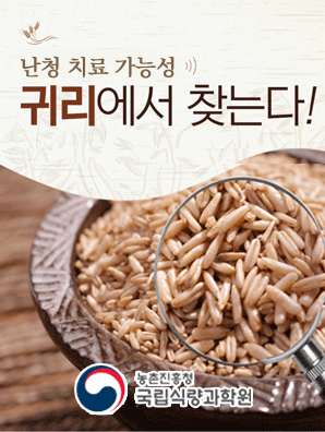난청 치료 가능성 귀리에서 찾는다 농촌진흥청 국립식량과학원